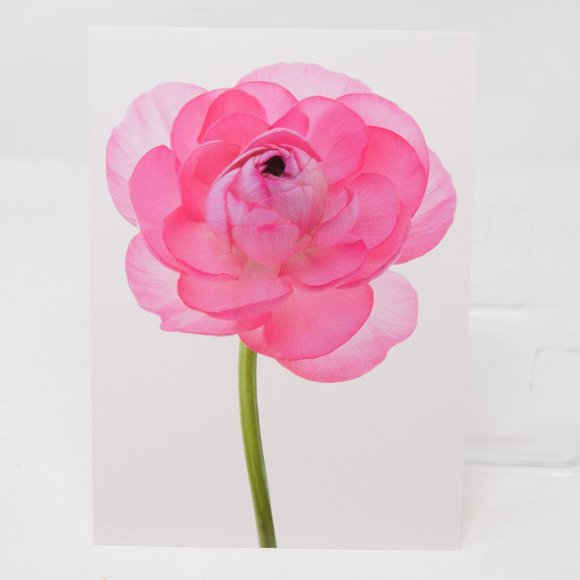 IKEA Kort Art Cards 5x7" Flora Set of 5 Floral Flowers Gallery Prints Retired - Picture 6 of 15